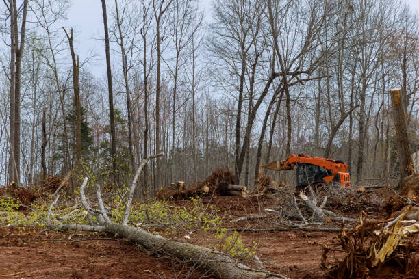 How Our Tree Care Process Works  in  Highspire, PA